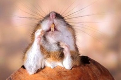 تولید دندان طبیعی و دائمی در آزمایشگاه