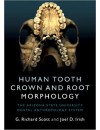 276-RP-Human Tooth Crown and Root Morphology (2017).jpg