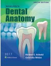 final . jeld - 77 - RP - Dental Anatomy (2017).jpg