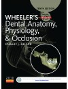 final . jeld - 78 - RP - Wheeler_s Dental Anatomy_ Physiology and Occlusion (2015).jpg