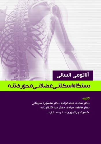 آناتومی انسانی دستگاه اسکلتی عضلانی محوری (تنه)